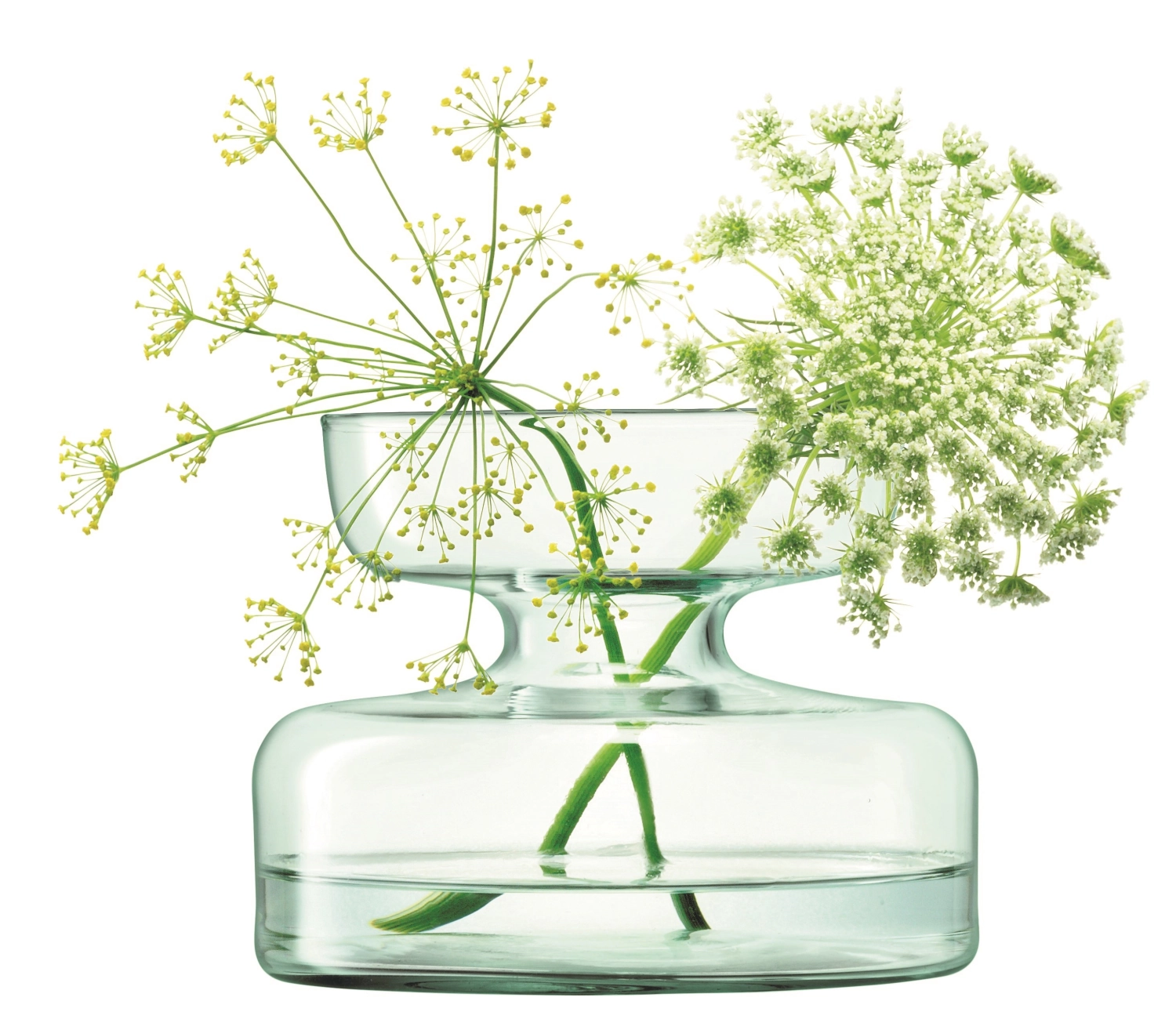 Canopy Vase für Zwiebelpflanzen